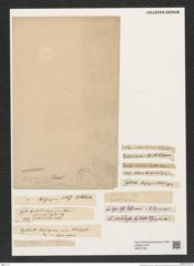 Cyclostella sp. (de-Toni-Nr.: Genus 216) Zeichnungen Sammlung Grunow (NHMW-BOT-W0379180)